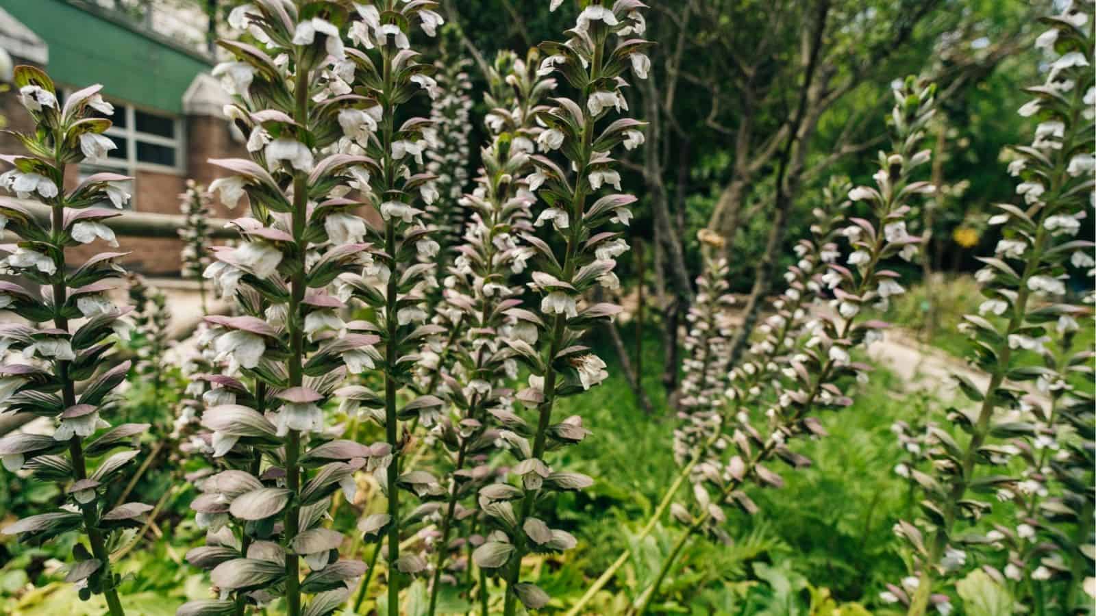 Tall flowering plants with elongated spikes of white and purple flowers grow densely in a green garden, with a building and trees in the background.