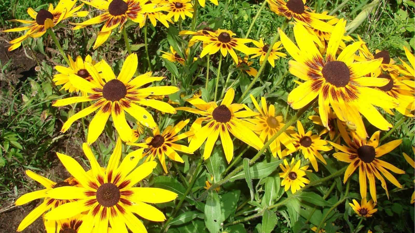 Bright yellow Black-eyed Susan flowers with dark brown centers and green leaves growing outdoors in a garden setting.