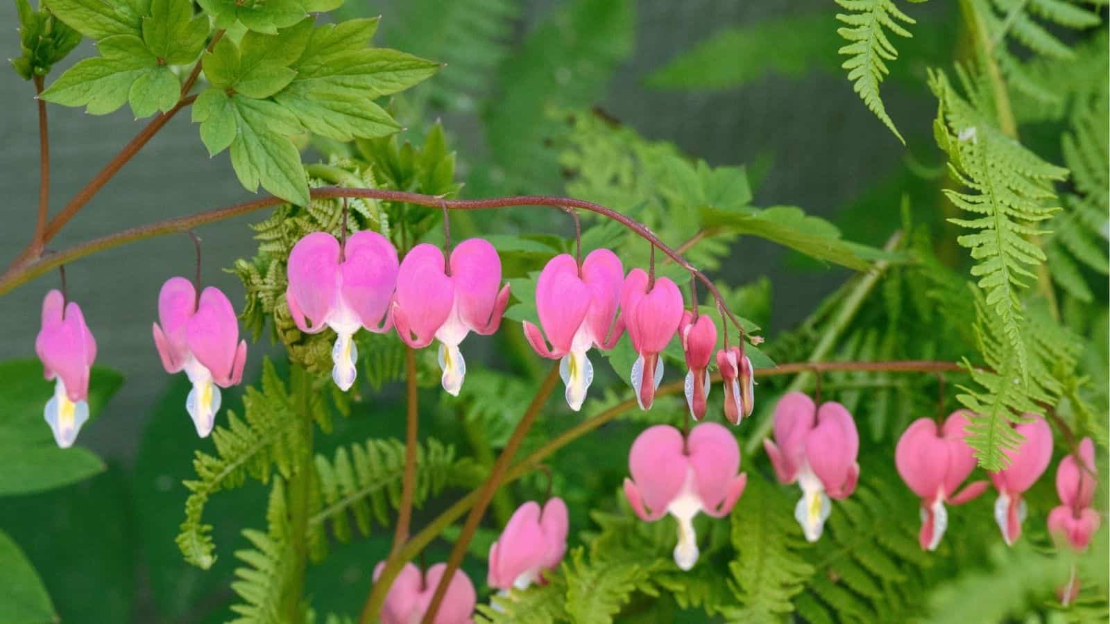 A branch of pink bleeding heart flowers hangs among green ferns and foliage.
