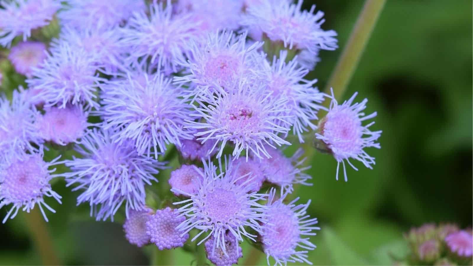 Close-up of purple ageratum flowers with fuzzy, thread-like petals against a blurred green background.