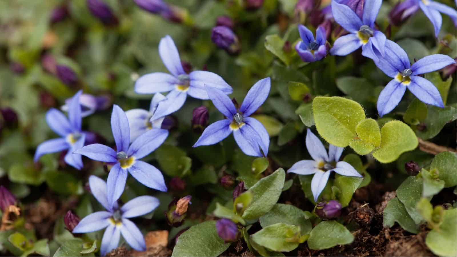 Cluster of small blue flowers with narrow petals and green leaves growing close to the ground.