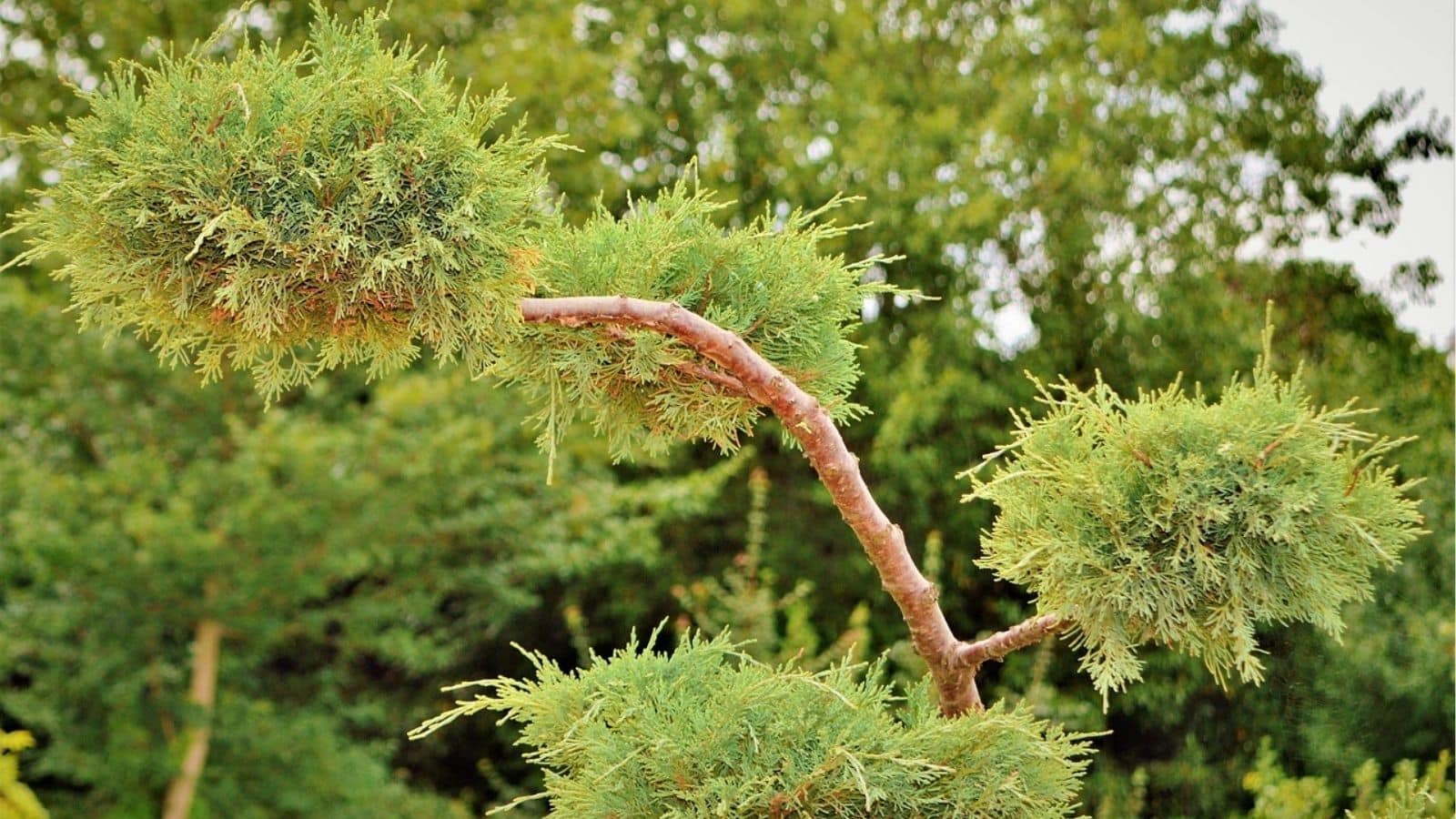 A tree with a curved trunk and three clusters of dense, green foliage, set against a blurred background of other green trees.