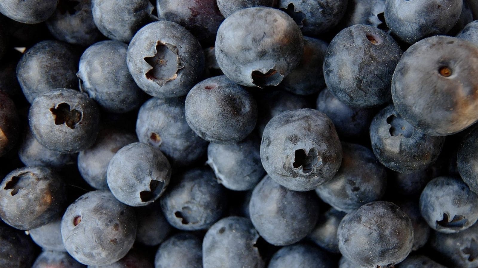 Close-up view of a pile of fresh blueberries showing their round shape and natural surface texture.