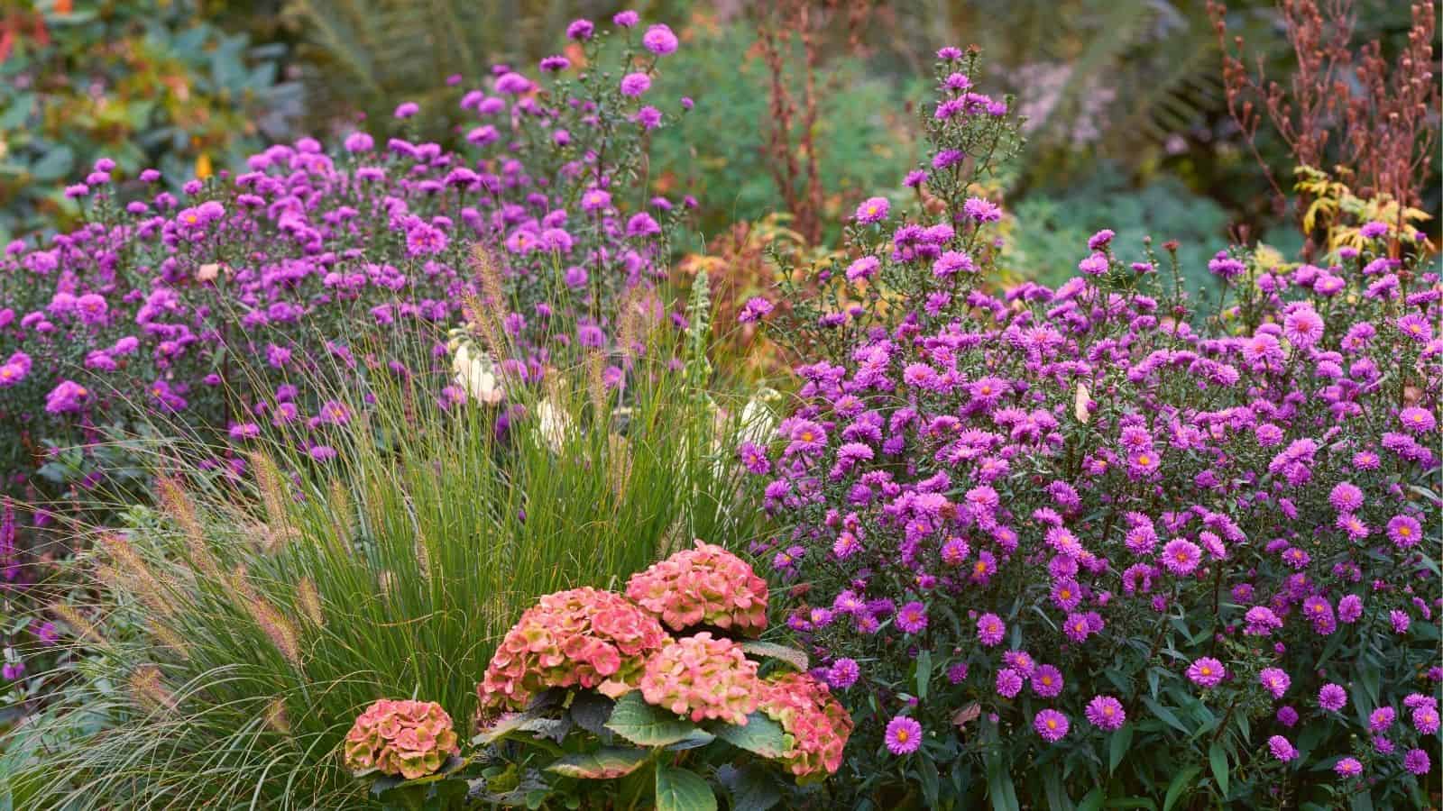 A garden scene with clusters of purple asters, ornamental grasses, and a group of faded pink hydrangea flowers.