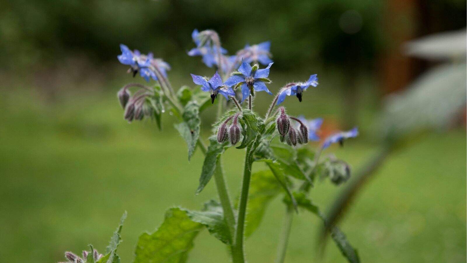 A close-up of a borage plant with clusters of small blue star-shaped flowers and fuzzy stems against a green blurred background.