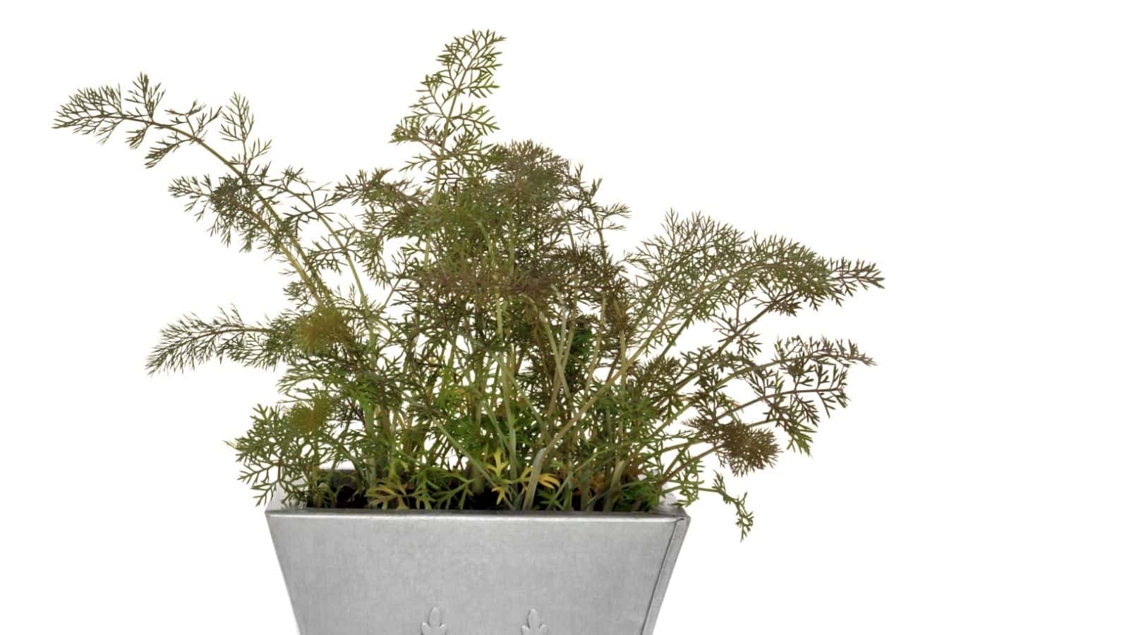 A dill plant with feathery green leaves growing in a rectangular gray metal pot against a white background.