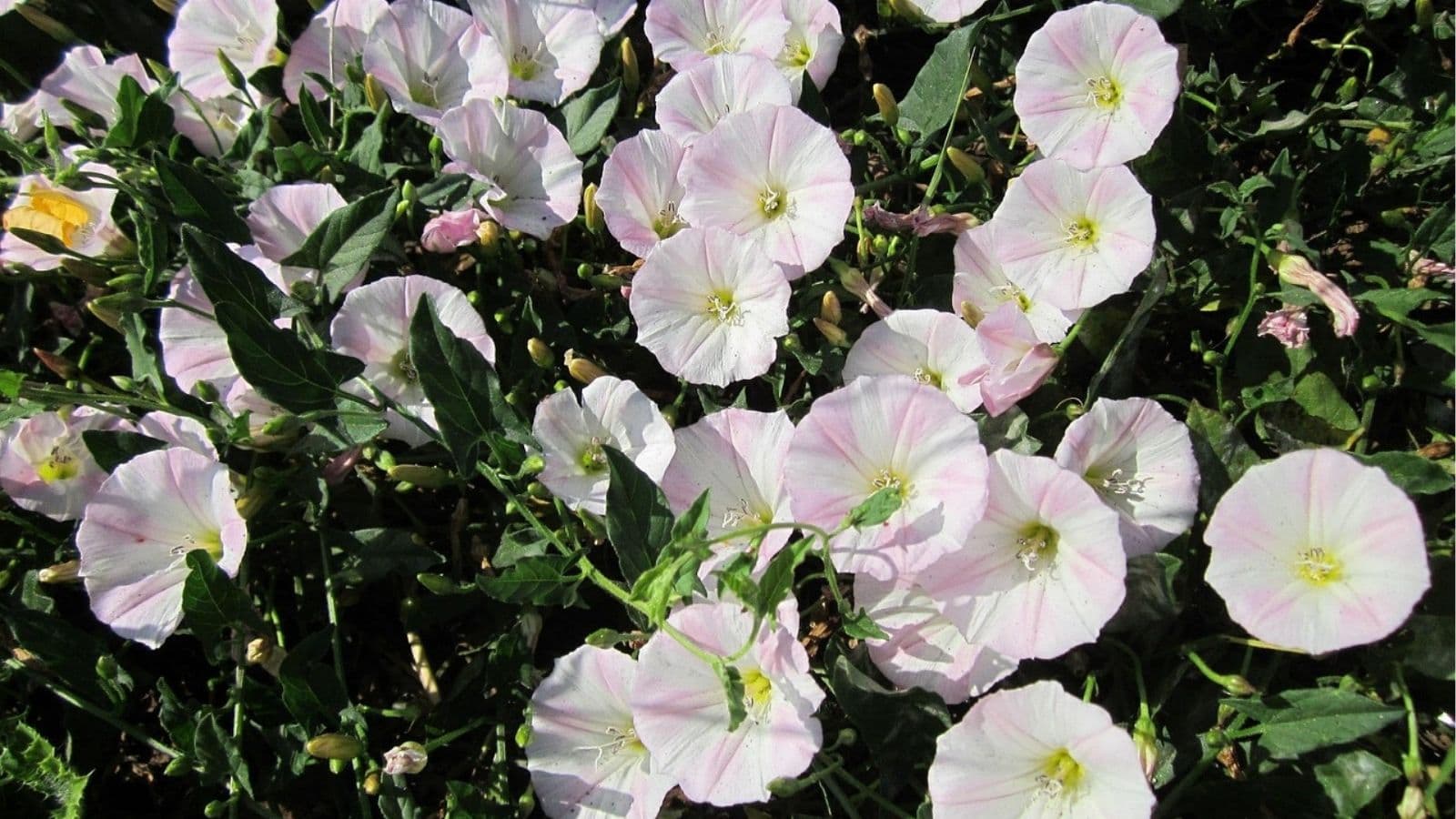 A cluster of light pink and white morning glory flowers with green leaves growing densely together outdoors.