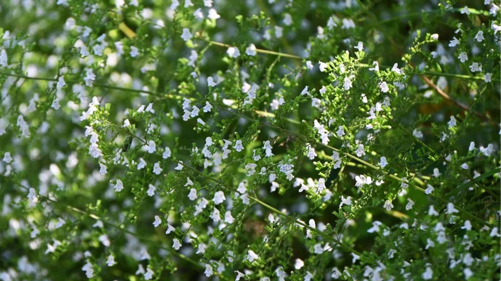 Dense green foliage with numerous small white flowers blooming on thin stems in natural sunlight.