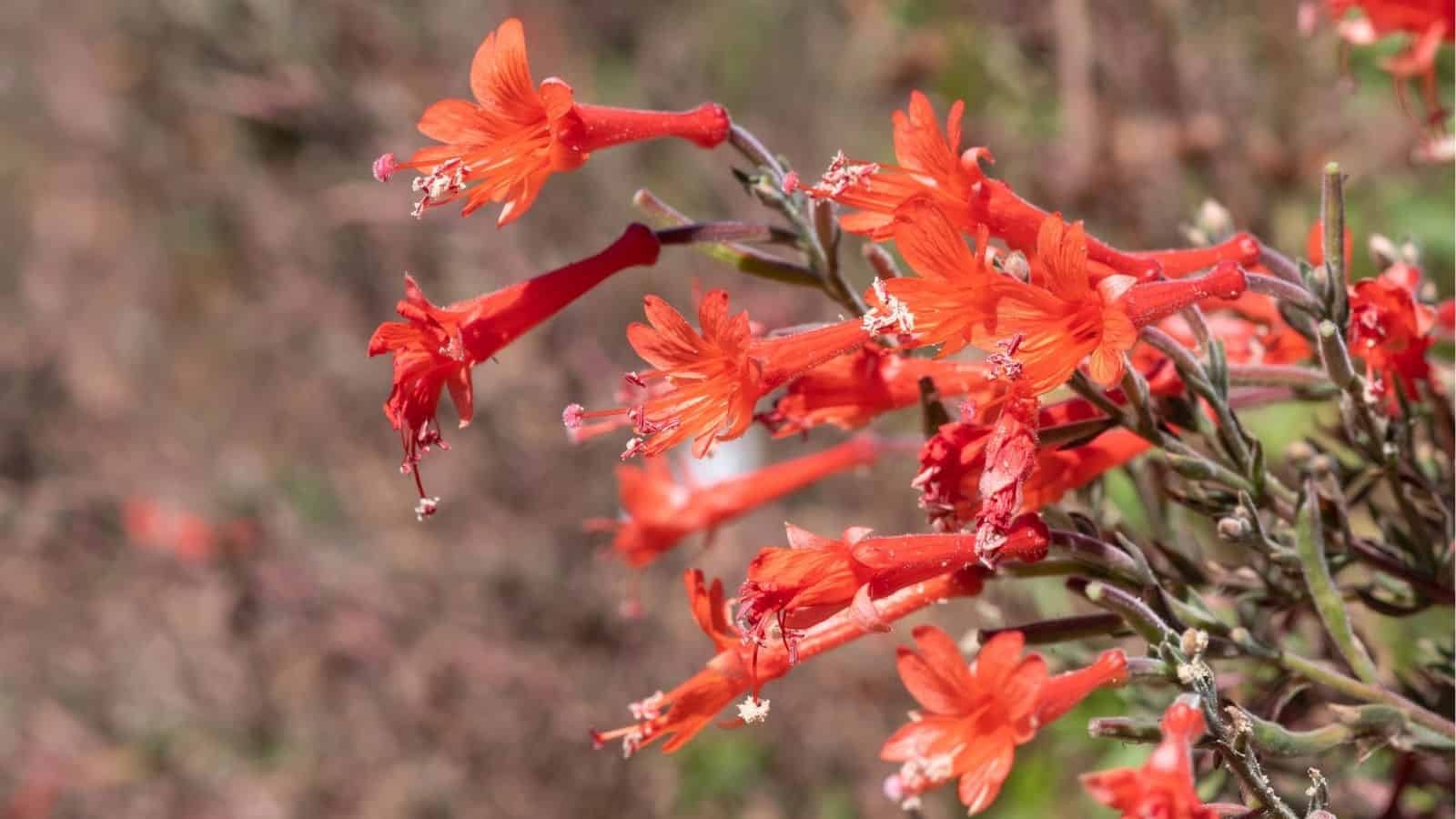Cluster of bright orange-red flowers with long, tubular petals and white stamens, set against a blurred natural background.