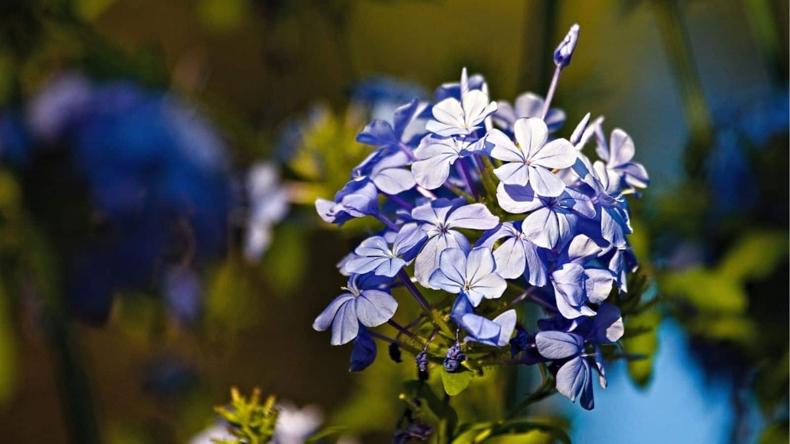 A cluster of light purple flowers is shown in focus, with green stems and a blurred background.