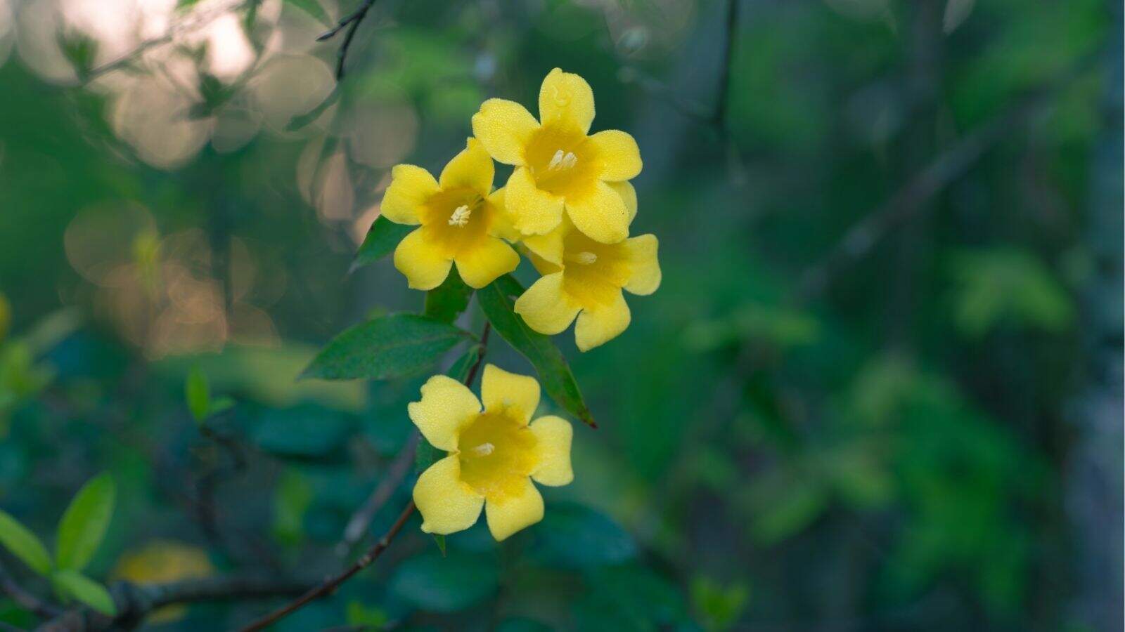Four yellow trumpet-shaped flowers with green leaves on a stem, set against a blurred green background.