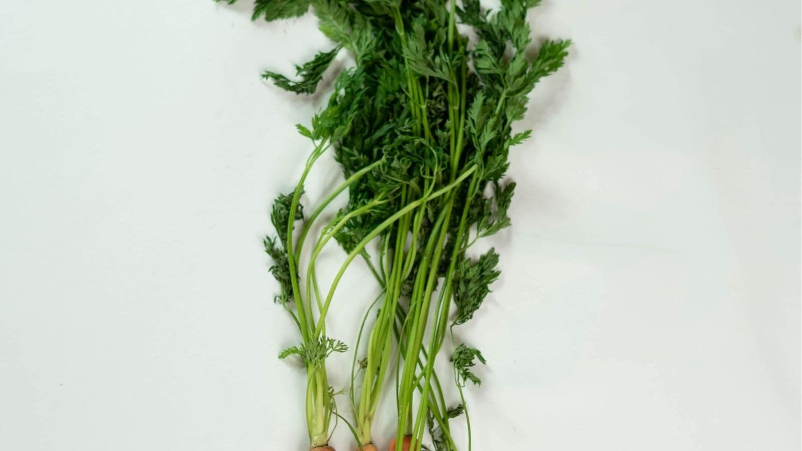 A bunch of fresh carrots with green tops attached, laid out on a white surface.