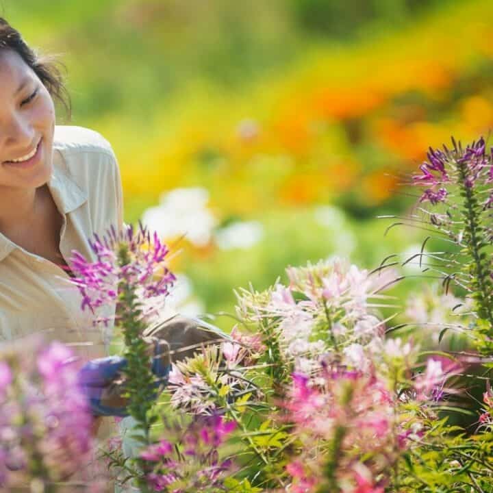 A woman stands in a garden, smiling as she examines tall blooming flowers with pink and purple petals. Bright orange and green plants are visible in the background.