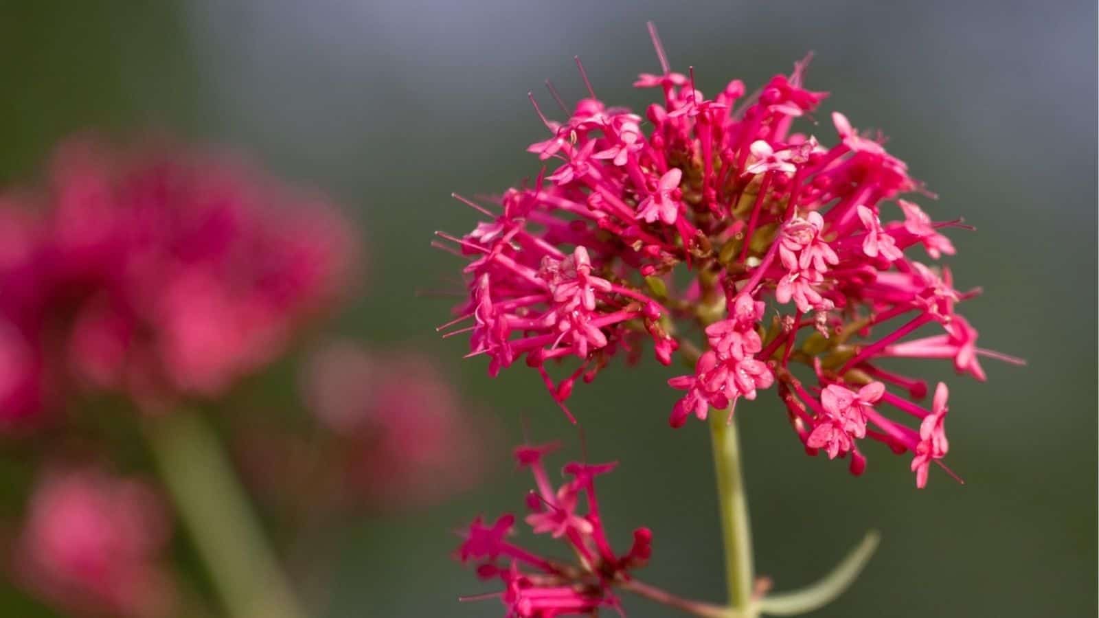 Close-up of a cluster of bright pink flowers with thin stems, set against a blurred green background.