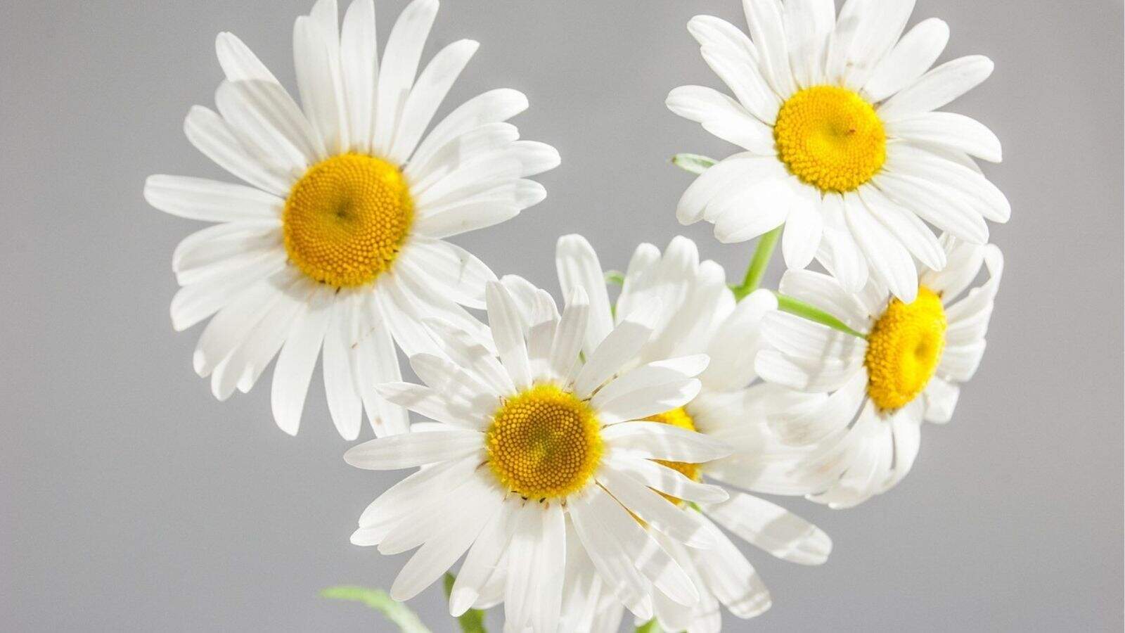 Five white daisies with yellow centers against a plain gray background.