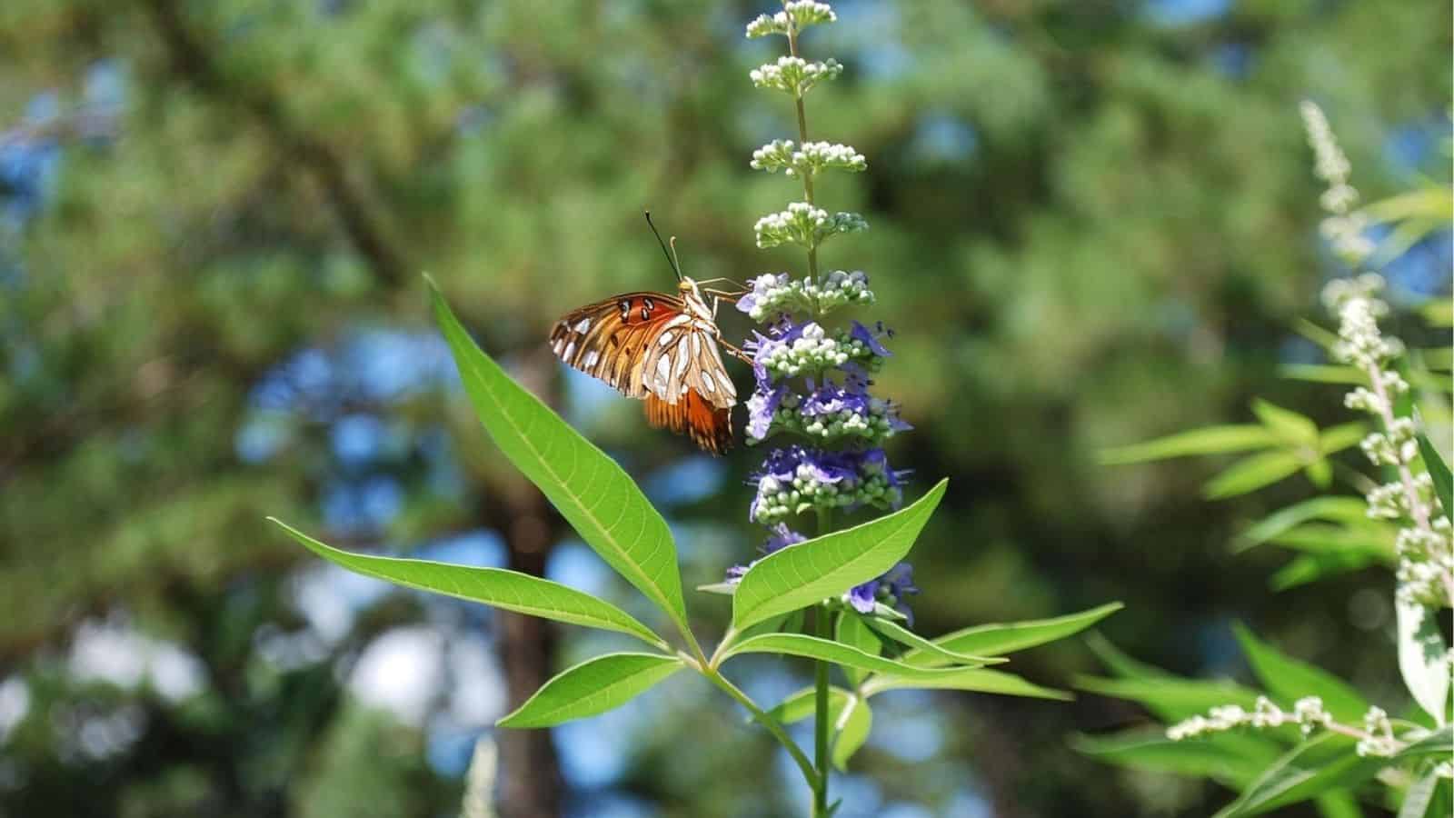 A brown and orange butterfly rests on a tall purple flower spike, surrounded by green leaves, with a blurred natural background.