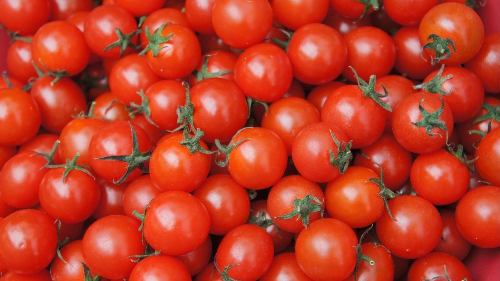 A pile of ripe, red cherry tomatoes with green stems.