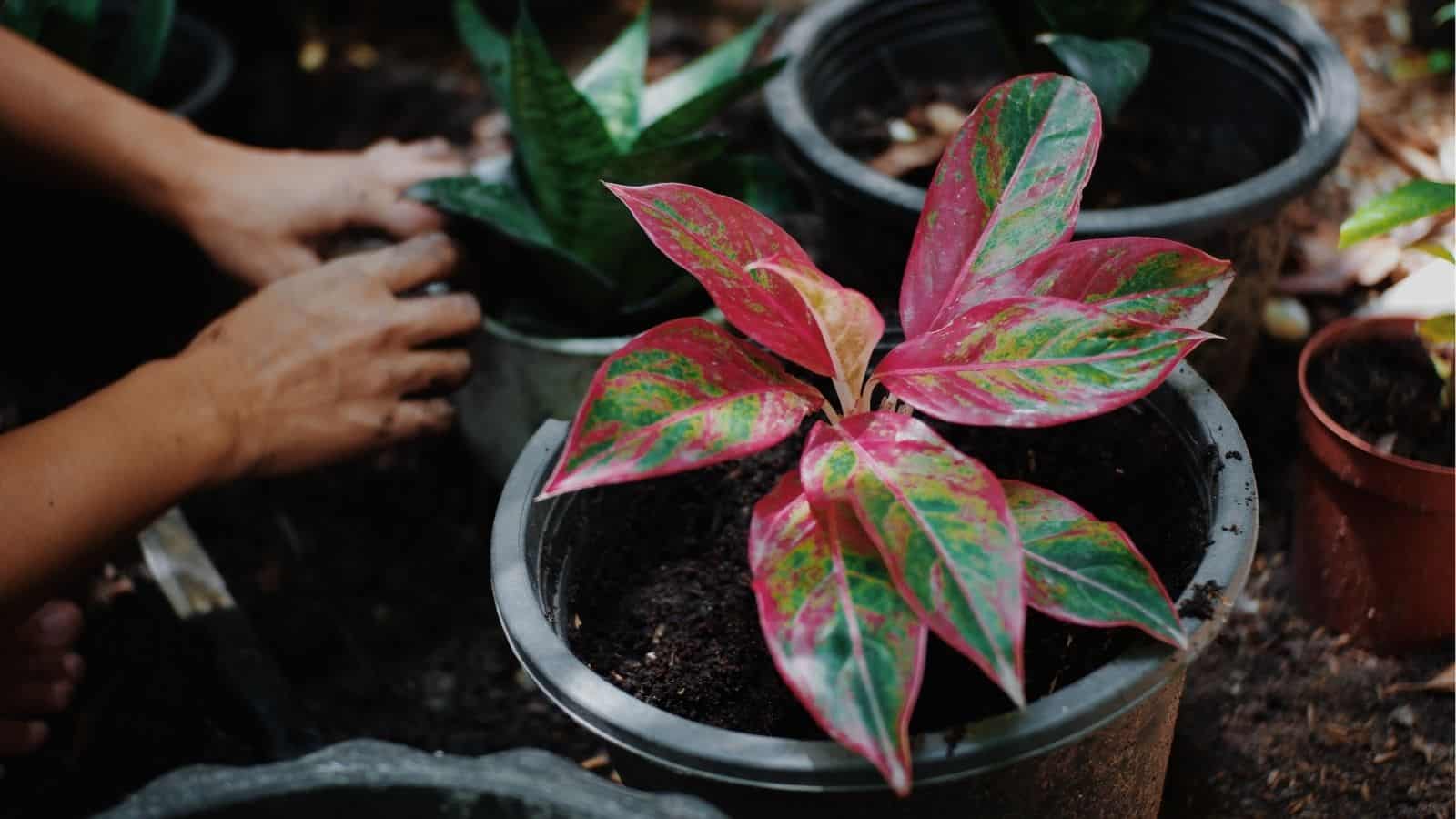 A person tending to potted plants, with a focus on a plant with large pink and green leaves in the foreground.