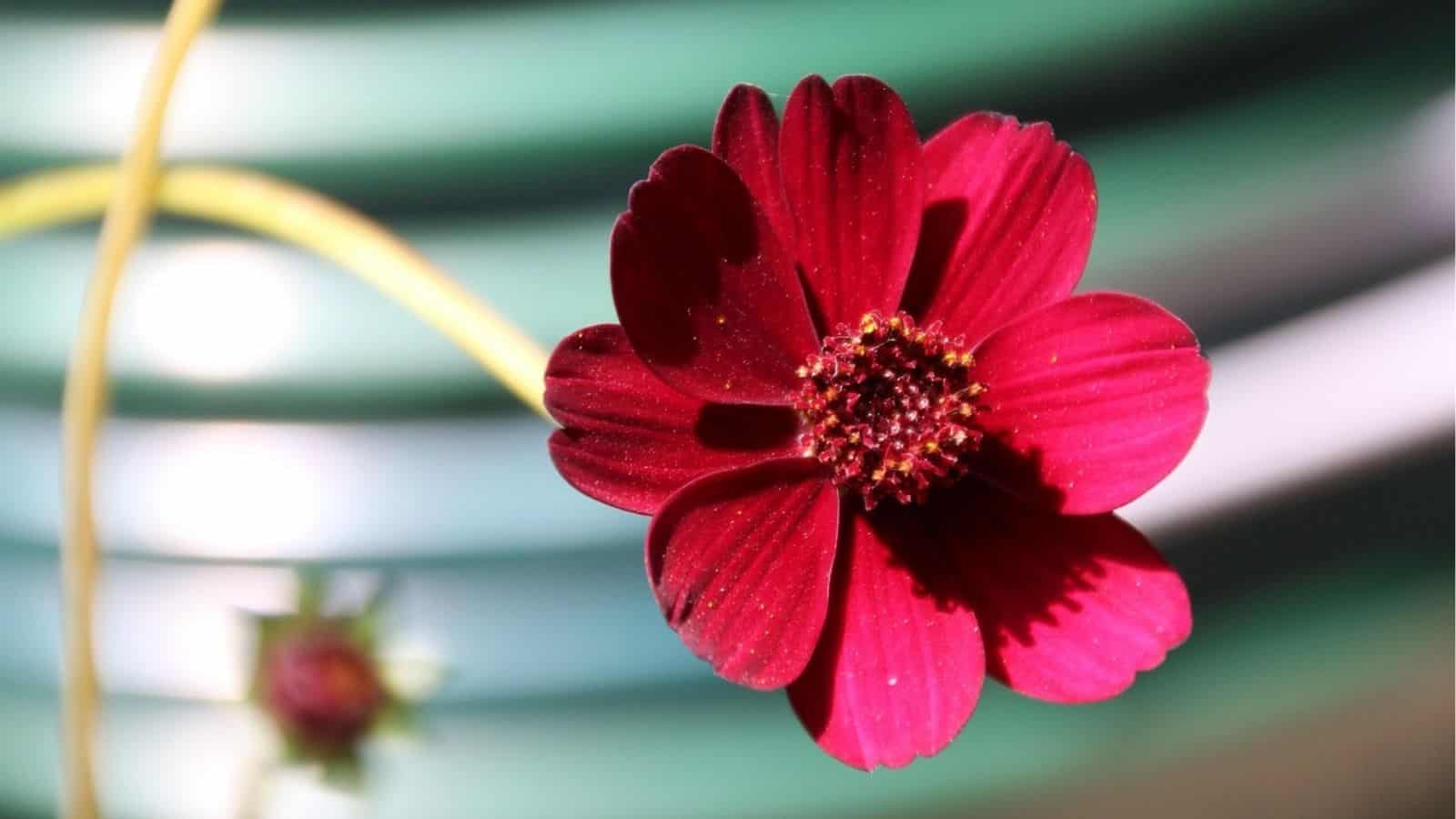 A close-up of a deep red flower with a dark center in focus, set against a blurred background with green and white bands.