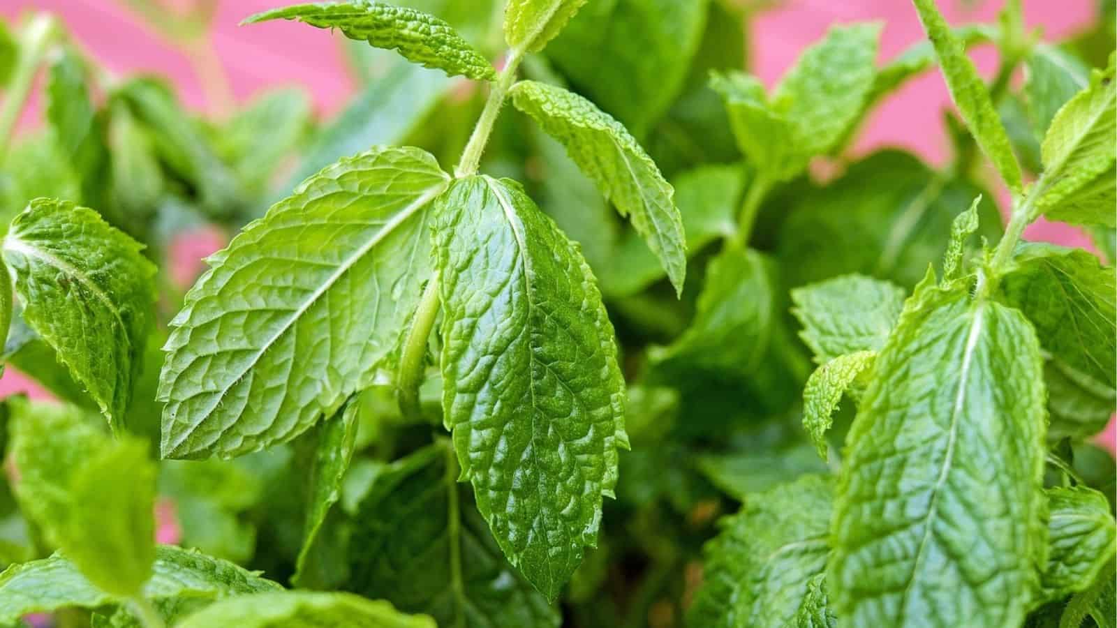Close-up of fresh green mint leaves with textured surfaces and visible veins, set against a blurred pink background.