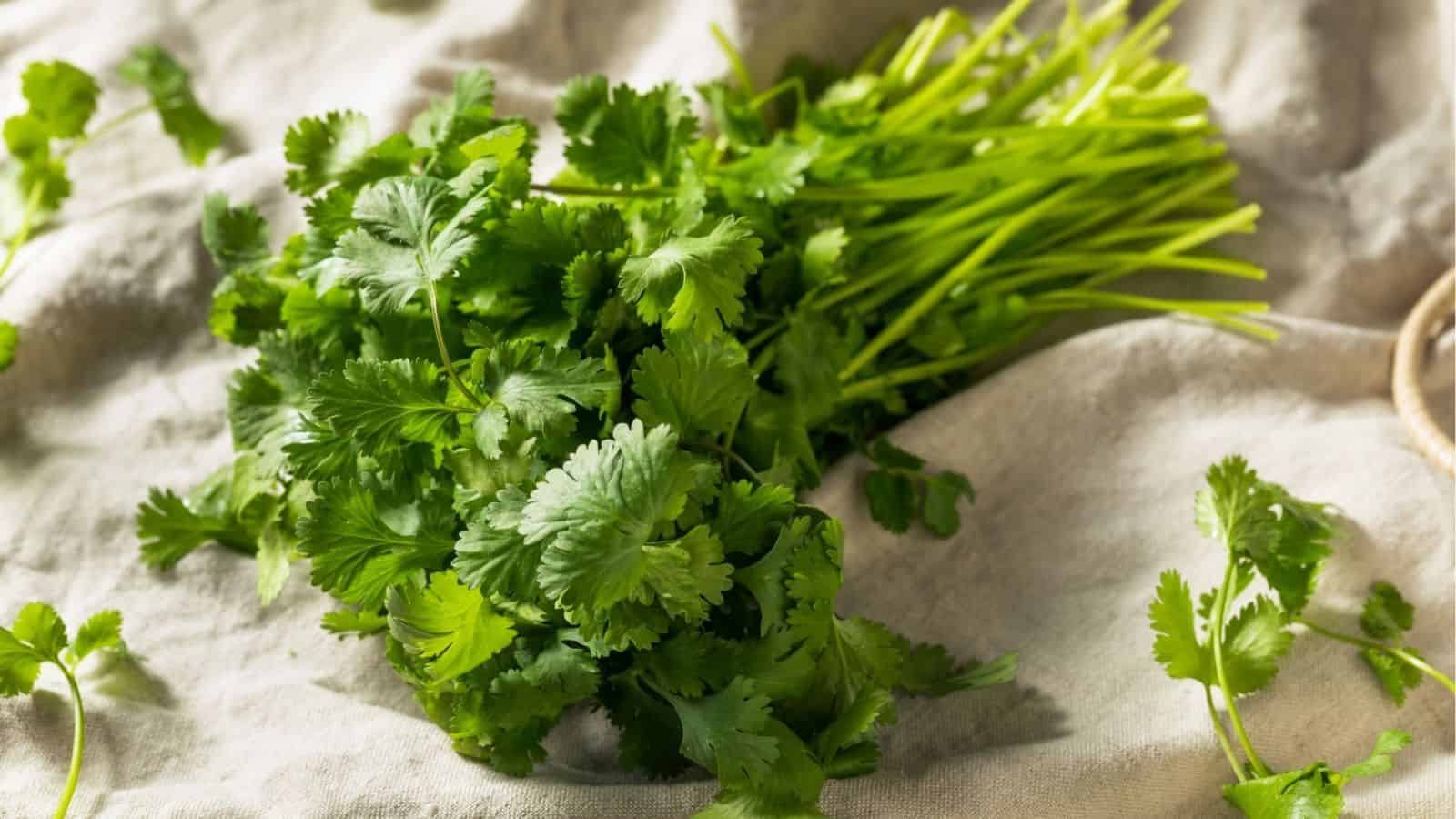 A bunch of fresh cilantro with green leaves and stems rests on a light-colored fabric surface, with a few loose leaves scattered around.