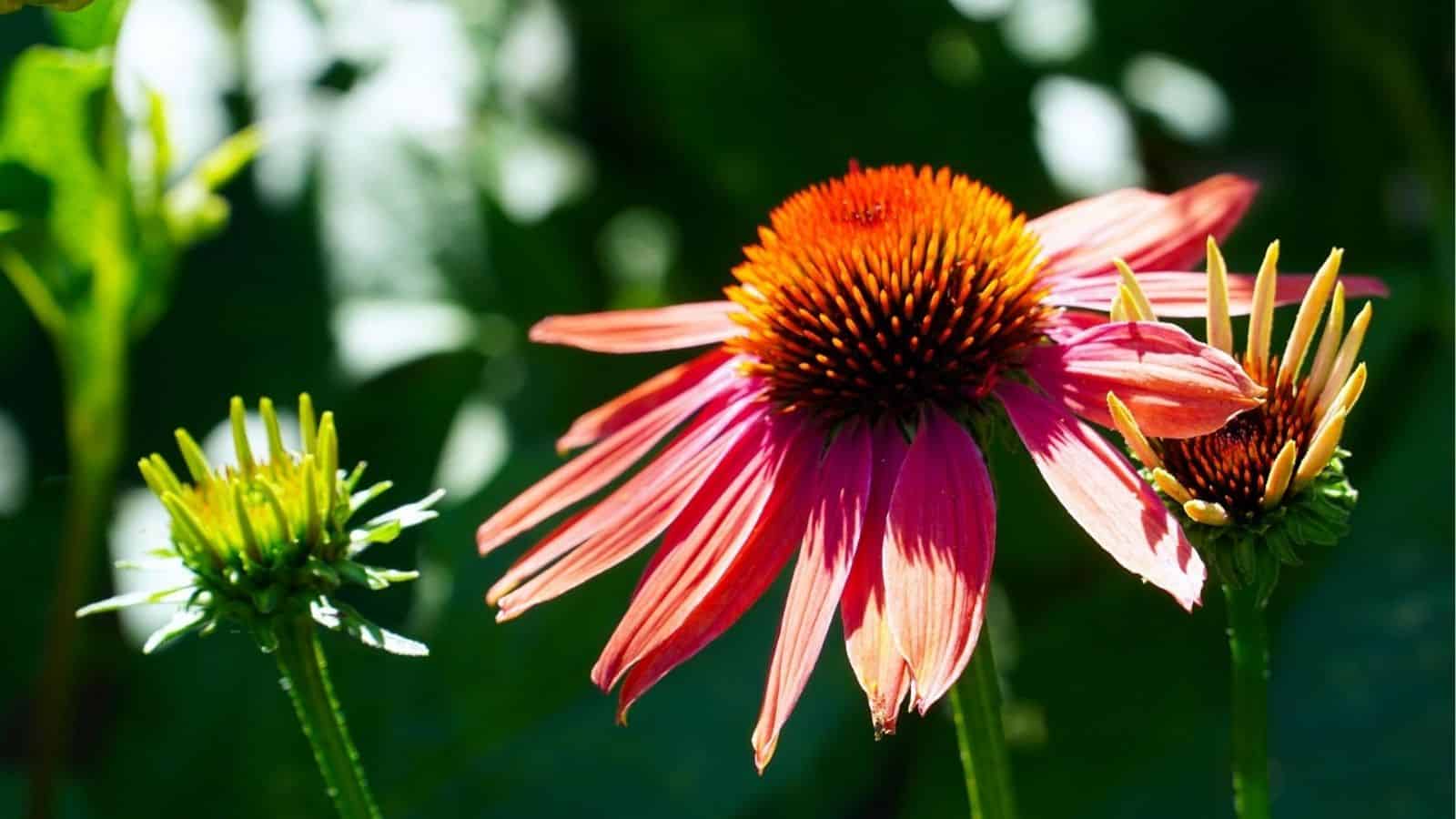 A close-up of a blooming purple coneflower with two buds against a green, sunlit background.
