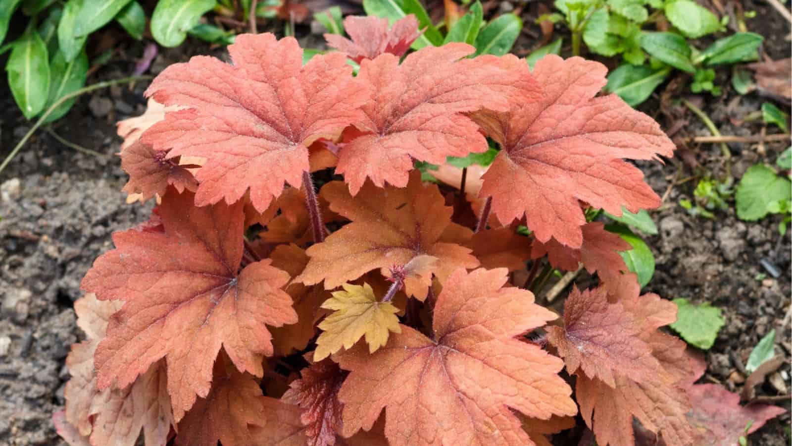 A cluster of reddish-orange heuchera leaves grows in soil, surrounded by some green foliage in a garden setting.