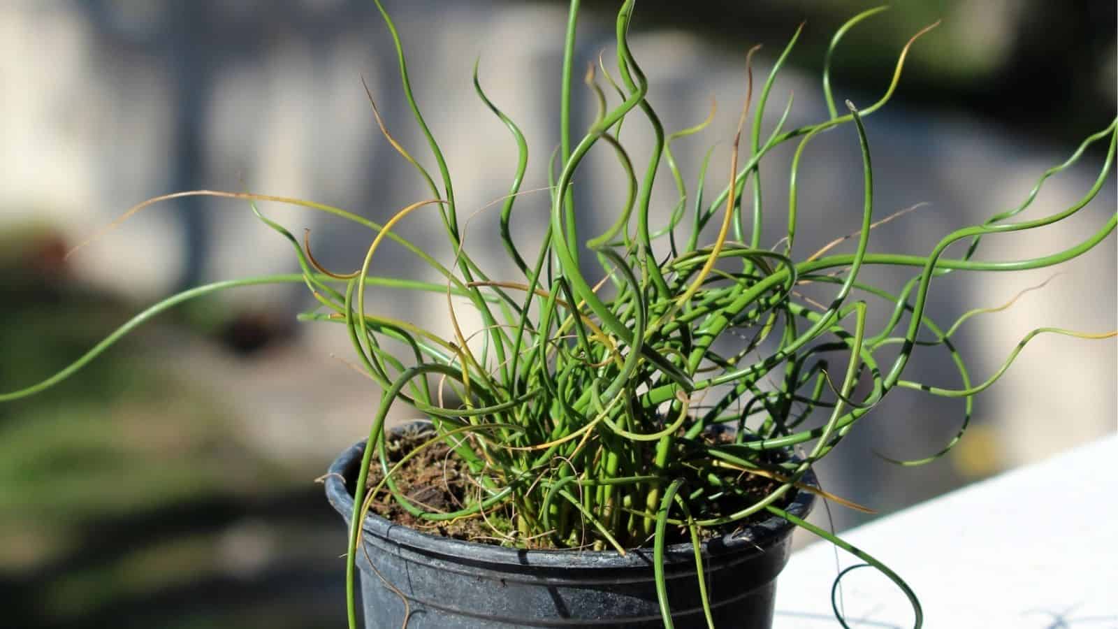 A close-up of a potted plant with long, curly green leaves, sitting on a white surface in natural sunlight.
