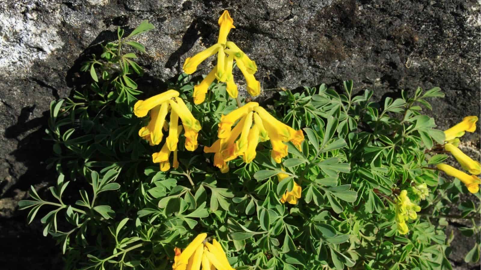 A cluster of green leafy plants with several yellow tubular flowers growing beside a rough, dark stone surface.
