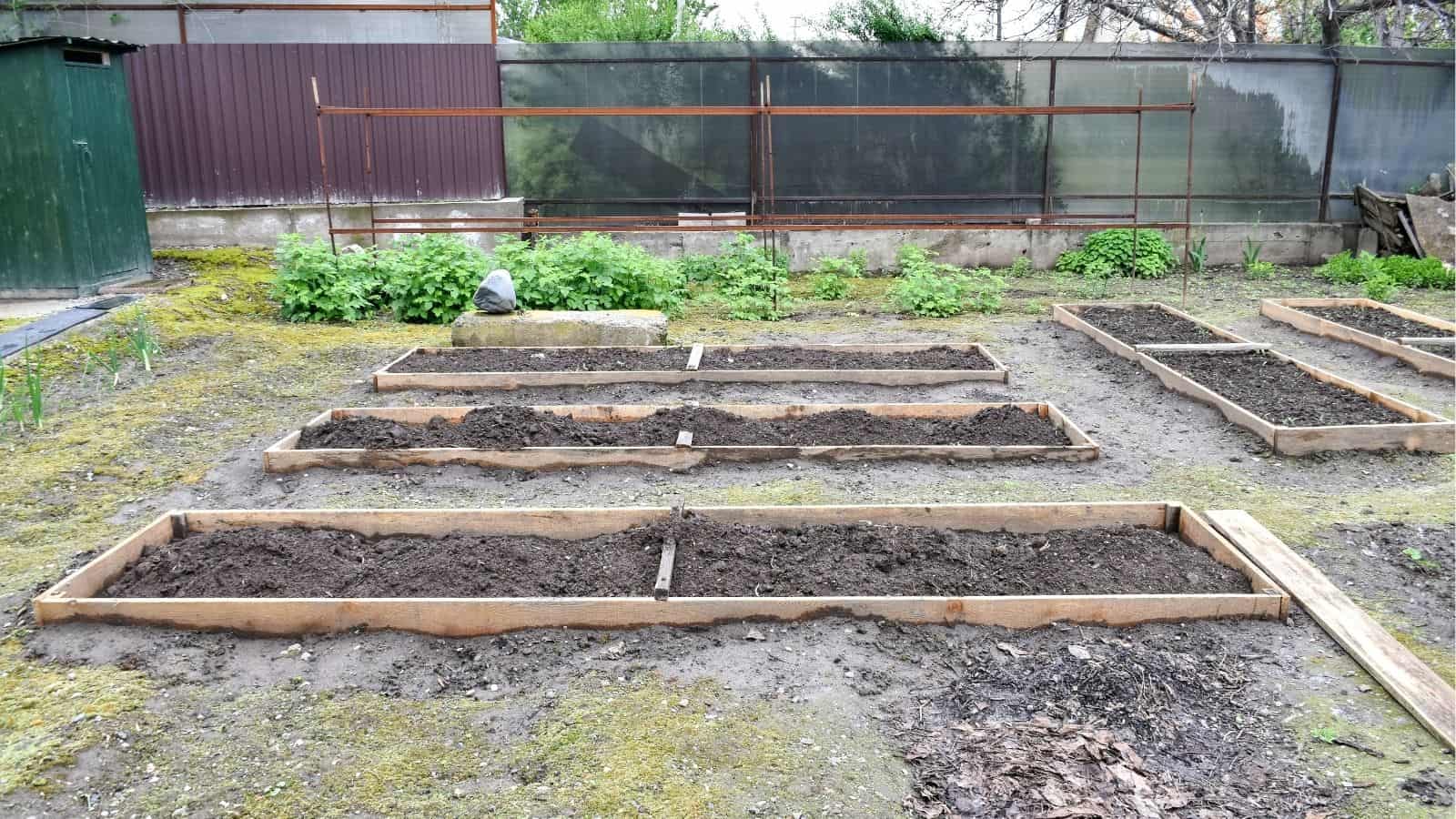 Rectangular raised garden beds filled with soil are arranged in rows in an outdoor garden area, with green plants growing in the background.