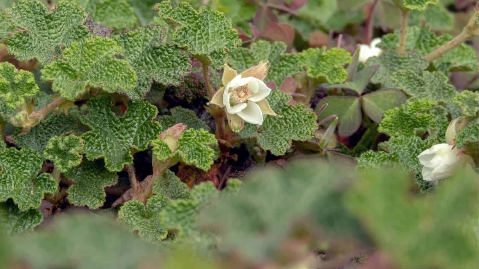 Close-up of a single white flower blooming among green, textured leaves and clover-like foliage.