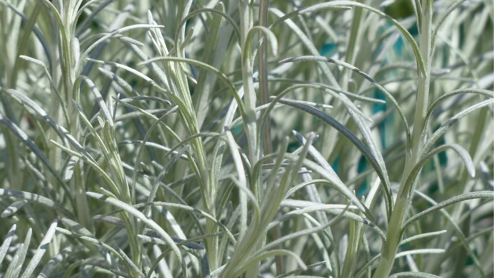 Close-up view of dense, slender, silvery-green leaves of a plant, likely lavender, with sunlight highlighting their texture and shape.