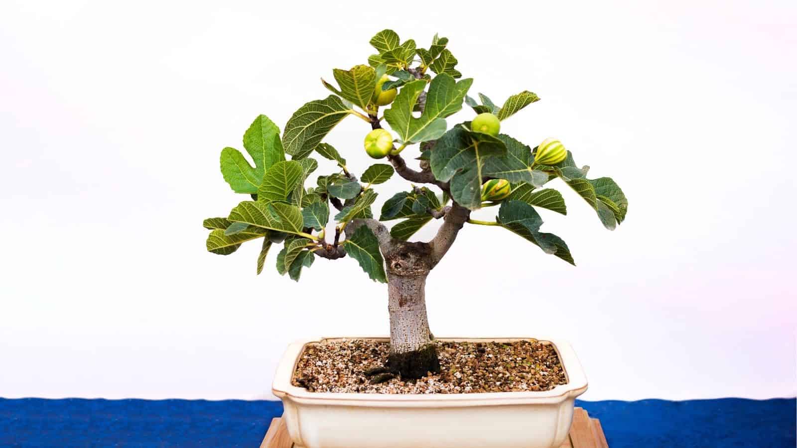 A small fig tree with green leaves and unripe figs growing in a rectangular bonsai pot, placed on a wooden surface against a plain background.