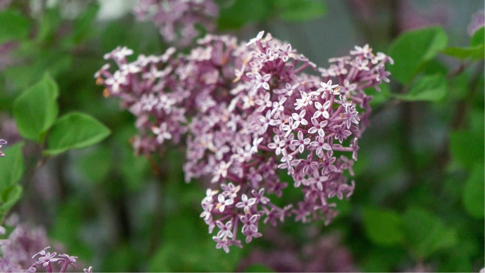 Close-up of light purple lilac flowers clustered together, with green leaves and blurred foliage in the background.