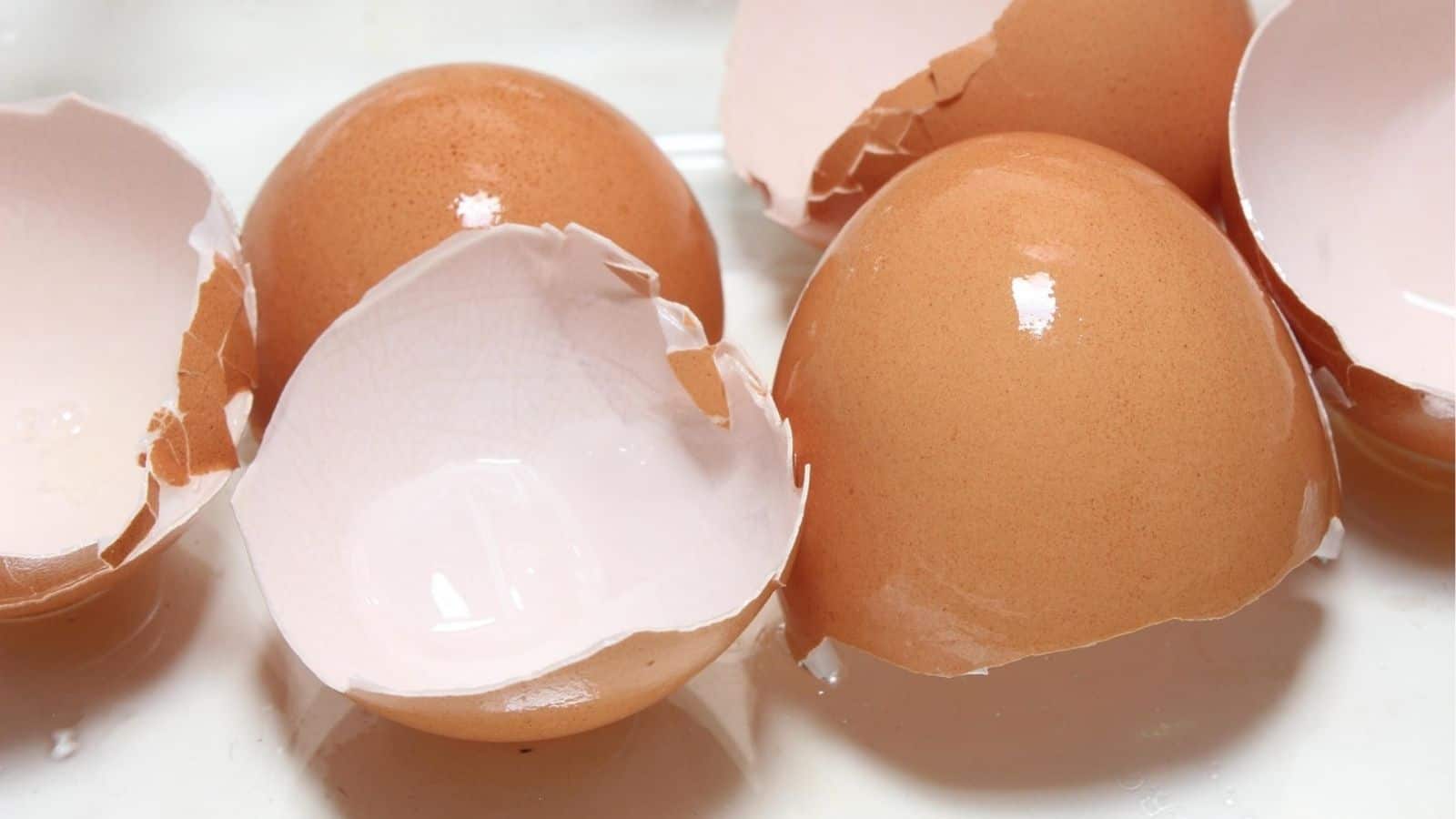 Several brown eggshells, some whole and some cracked open, are scattered on a white surface.
