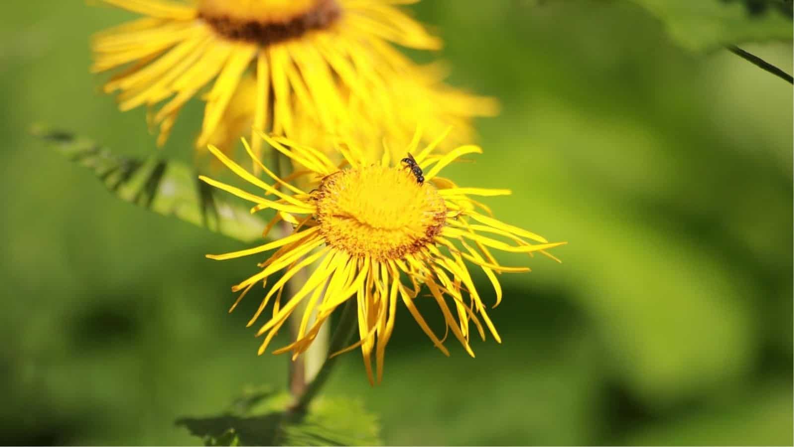 A close-up of a yellow daisy-like flower with an insect perched on its center, set against a blurred green background.