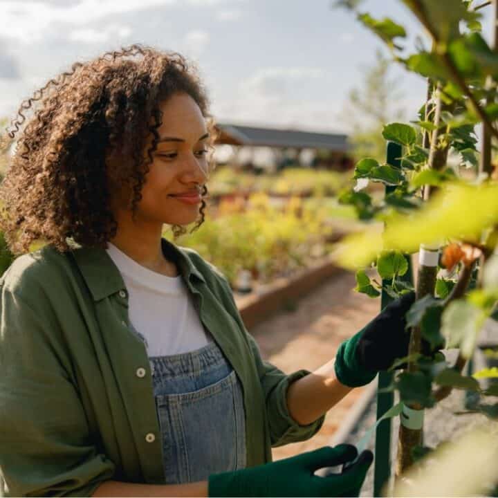 A woman wearing gardening gloves tends to a young tree in an outdoor garden on a sunny day.