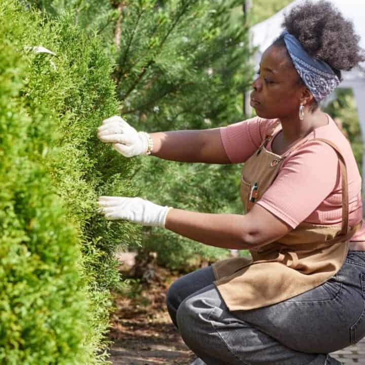 A woman wearing gloves and an apron tends to green shrubs in an outdoor garden or nursery, crouching on a stone pathway.