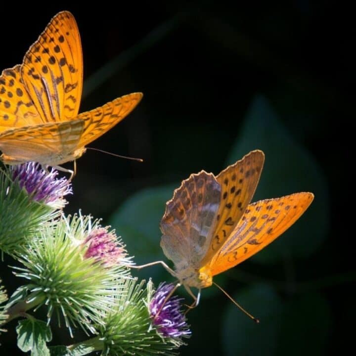 Two orange butterflies with black spots rest on thistle flowers against a dark, blurred background.
