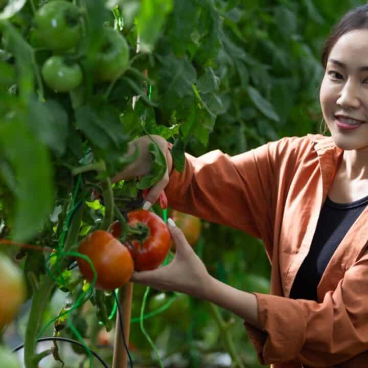 A woman in an orange shirt harvests ripe tomatoes from plants in a greenhouse.