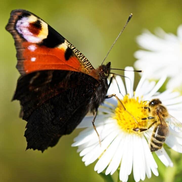 A butterfly and a bee are perched on the yellow centers of white daisies, collecting nectar in bright sunlight.