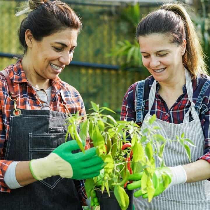Two women wearing aprons and gloves smile while tending to a potted plant in a greenhouse or garden center.