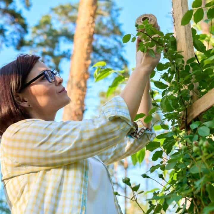 A woman wearing glasses and a yellow plaid shirt tends to climbing plants on a wooden trellis in a sunlit outdoor garden.