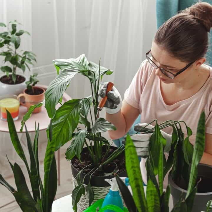 A woman wearing glasses and gloves tends to houseplants with a small tool, surrounded by potted plants and gardening supplies in a bright indoor space.
