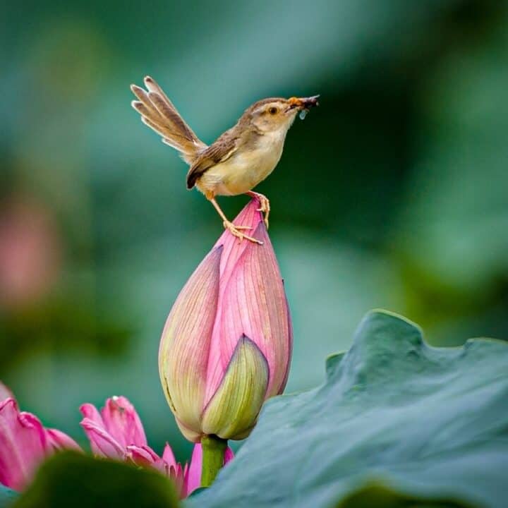 A small bird stands on top of a closed pink lotus bud, holding an insect in its beak, with green leaves in the background.