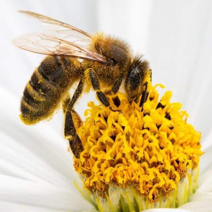 A close-up of a bee collecting pollen from the bright yellow center of a white flower.