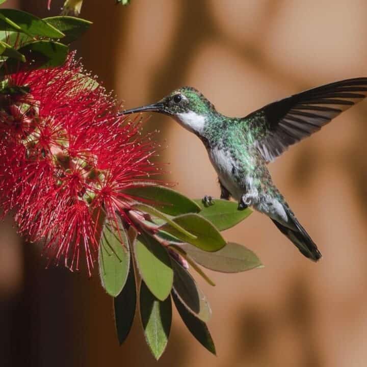 A hummingbird hovers next to a red bottlebrush flower, feeding on its nectar while surrounded by green leaves.