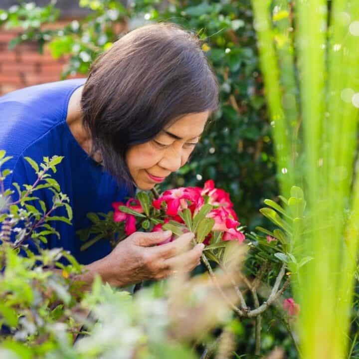 An older woman in a blue shirt leans forward to smell a cluster of red flowers in a lush garden.