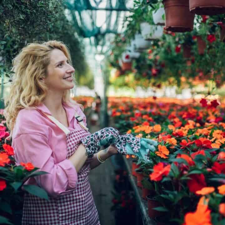 A woman in a pink shirt and apron stands in a greenhouse, surrounded by rows of vibrant red and orange flowers and hanging plants.