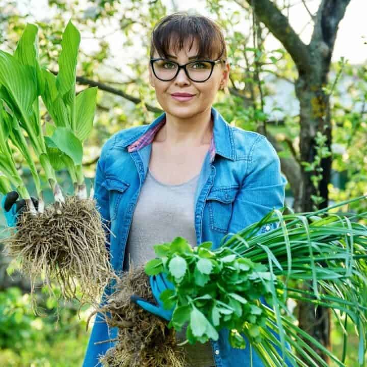 A woman wearing glasses and a denim jacket holds freshly dug up plants with roots in an outdoor garden.